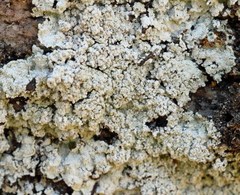 Lepraria normandinoides