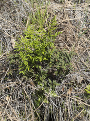 Pentagramma triangularis triangularis