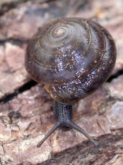 Trochomorpha
