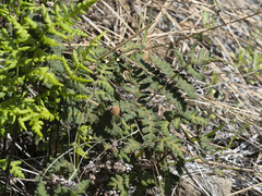 Pentagramma triangularis triangularis