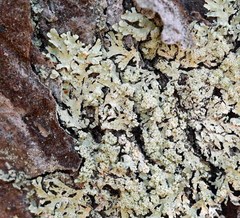 Parmeliopsis subambigua