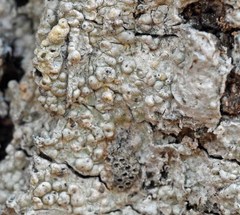 Pertusaria ostiolata