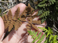 Pentagramma triangularis triangularis