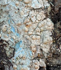 Pertusaria paratuberculifera