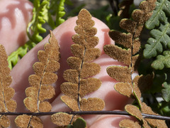 Pentagramma triangularis triangularis