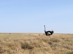 Struthio molybdophanes