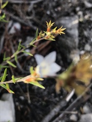Prismatocarpus schlechteri