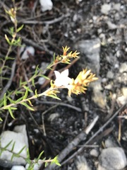 Prismatocarpus schlechteri