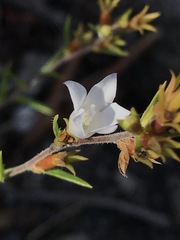 Prismatocarpus schlechteri