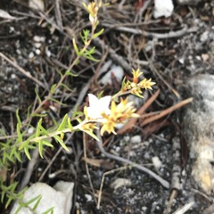 Prismatocarpus schlechteri