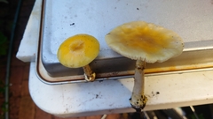 Amanita flavella