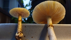 Amanita flavella