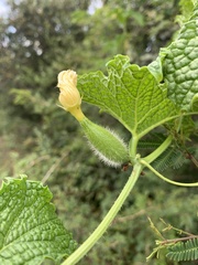 Peponium caledonicum