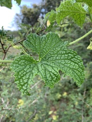 Peponium caledonicum