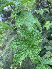 Peponium caledonicum