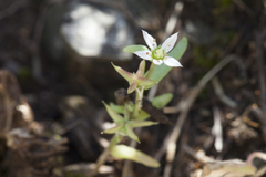 Rosularia alpestris