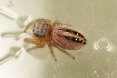 Phidippus pius