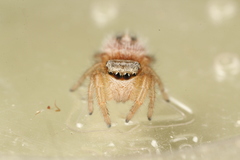 Phidippus pius