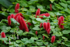 Acalypha pendula