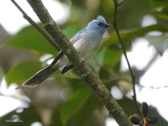 Elminia longicauda teresita