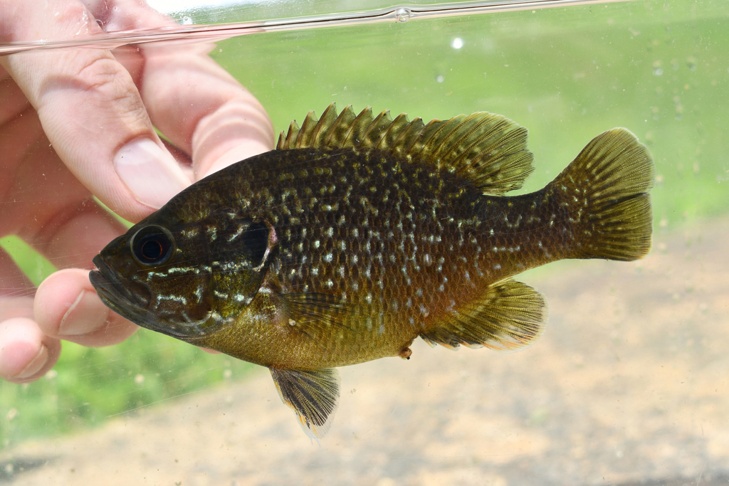 Green sunfish (Lepomis cyanellus) — Centrarchidae
