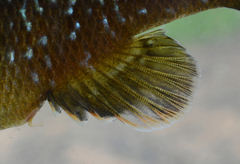 Lepomis cyanellus × gulosus