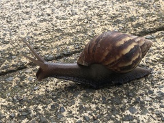 Lissachatina fulica