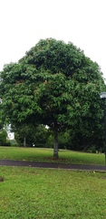 Syzygium malaccense