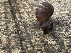 Lissachatina fulica
