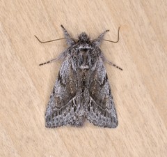 Pleromelloida bonuscula