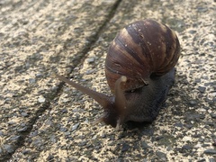 Lissachatina fulica