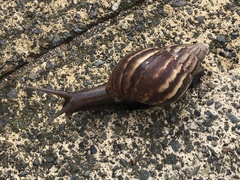 Lissachatina fulica