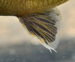 Lepomis cyanellus × gulosus