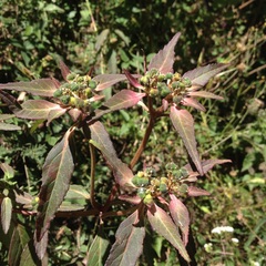Euphorbia cuphosperma