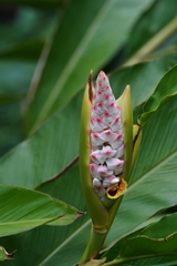 Alpinia hainanensis