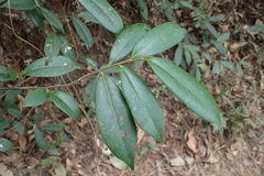 Adinandra formosana