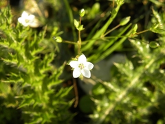 Arenaria leptoclados