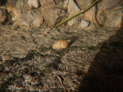 Pseudosuccinea columella