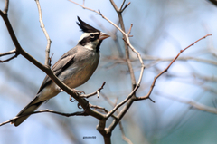 Lophospingus pusillus