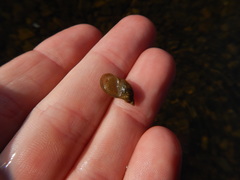 Pseudosuccinea columella