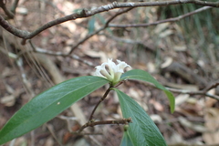 Daphne kiusiana