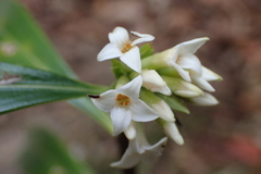 Daphne kiusiana