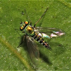 Condylostylus graenicheri