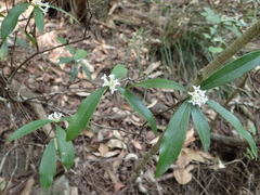 Daphne kiusiana