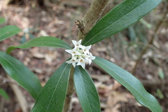 Daphne kiusiana