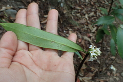 Daphne kiusiana