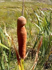 Typha capensis