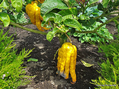 Citrus medica sarcodactylis