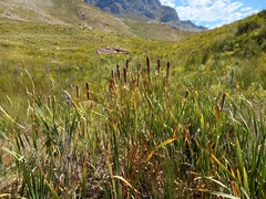Typha capensis