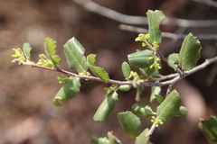 Rhamnus pilosa